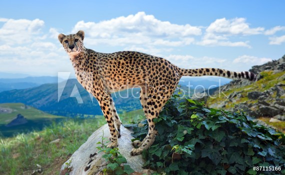 Picture of  cheetah standing on stone